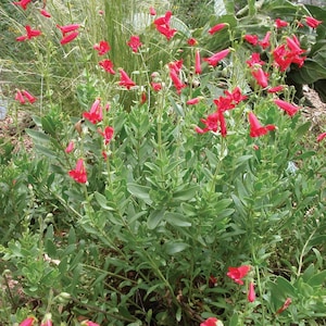May include: A cluster of red trumpet-shaped flowers with green leaves. The flowers are in bloom and are growing in a garden setting.