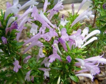 Mexican Oregano 4in Size Live Plant