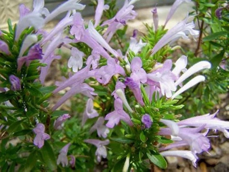 Puede incluir: Primer plano de una planta floreciente con delicadas flores tubulares de color lila claro y blanco. Las flores tienen forma de trompeta y est&aacute;n rodeadas de peque&ntilde;as hojas verdes. La imagen muestra la belleza natural y los intrincados detalles de la planta.