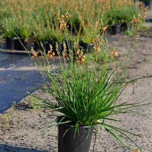 Live Orange Bulbine Plant 1 Gal size image 1