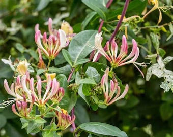 Purple Honeysuckle Live 1 Gallon Plant