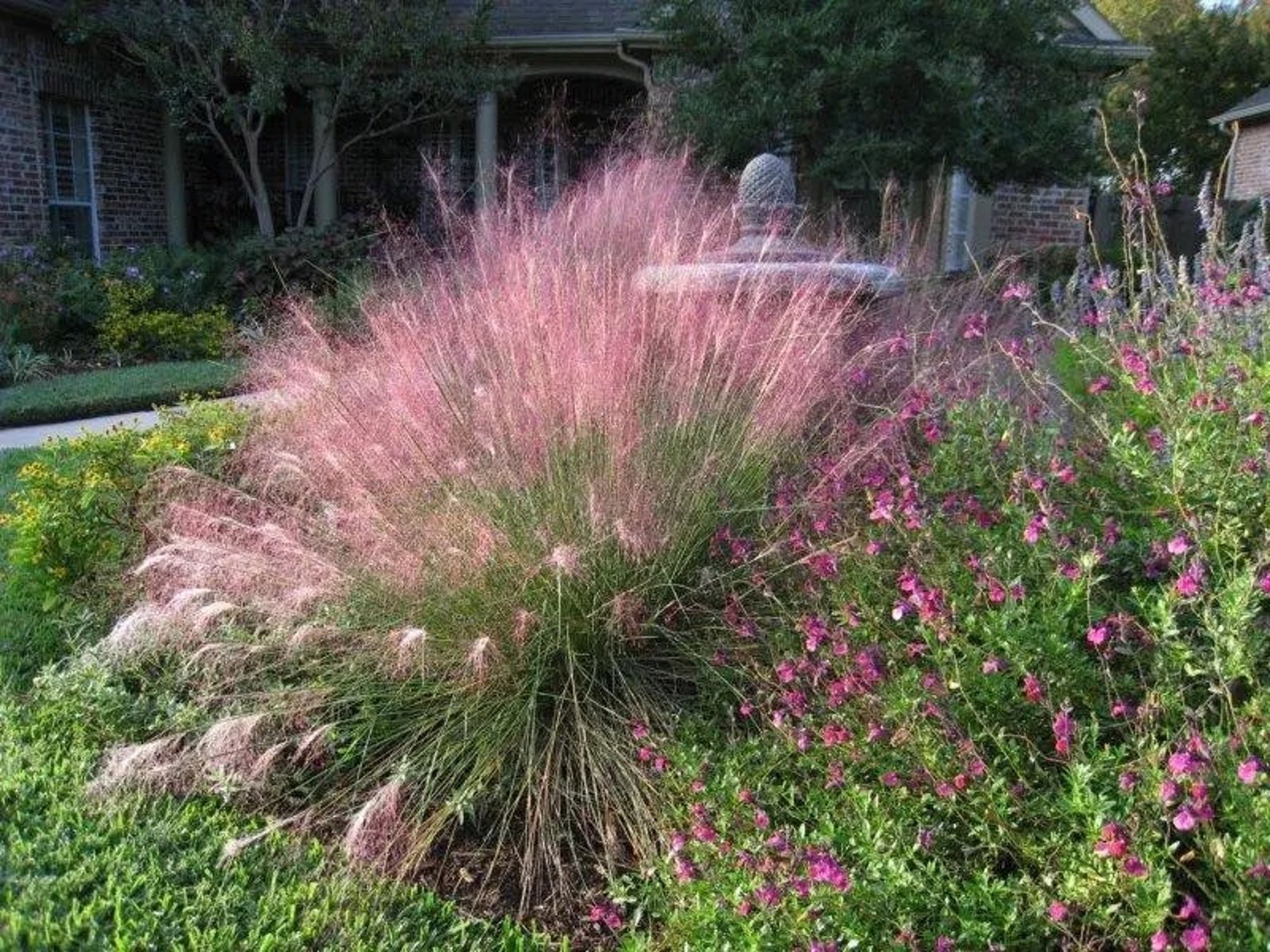 Pink Gulf Muhly Grass 1 Gallon Live Plant - Etsy