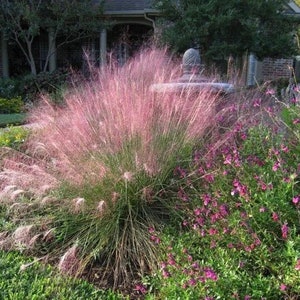 Pink Gulf Muhly Grass 1 Gallon Live Plant