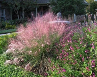 Planta viva de 1 galón de hierba muhly rosada del golfo