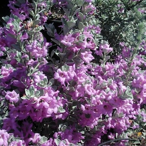 Compact Texas Sage, Leucophyllum frutescens &#39;compactum&#39;, 1 Gallon Fully Rooted Live Plant