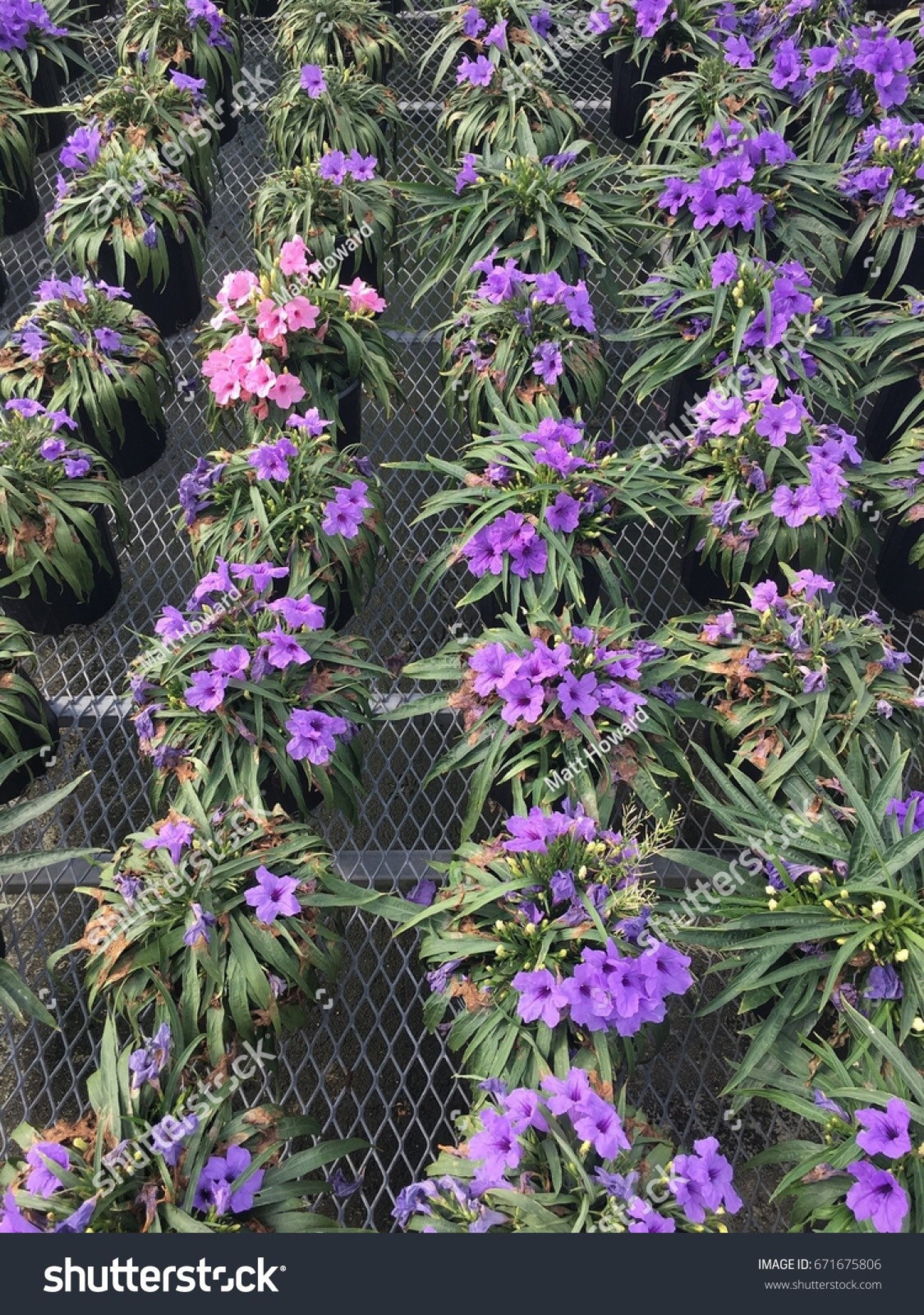 PURPLE Dwarf Mexican Petunia Katie Ruellia Plant Perennial Etsy