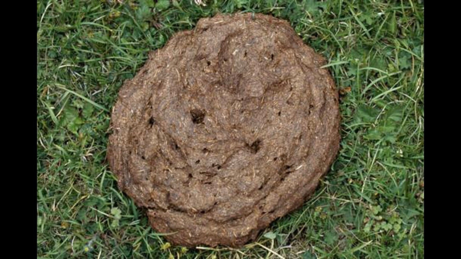 Composted Cow Patty Fertilizer/manure Etsy