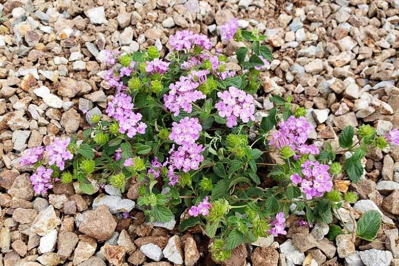 Purple Trailing Lantana Live 1 Gallon Plant