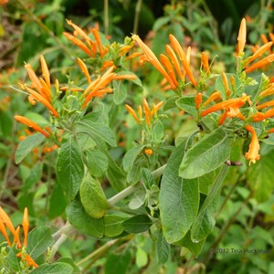 May include: Close-up of a plant with vibrant orange tubular flowers and green leaves. The flowers are clustered at the ends of the stems, creating a striking contrast against the green foliage. The image is well-lit, showcasing the natural beauty of the plant.