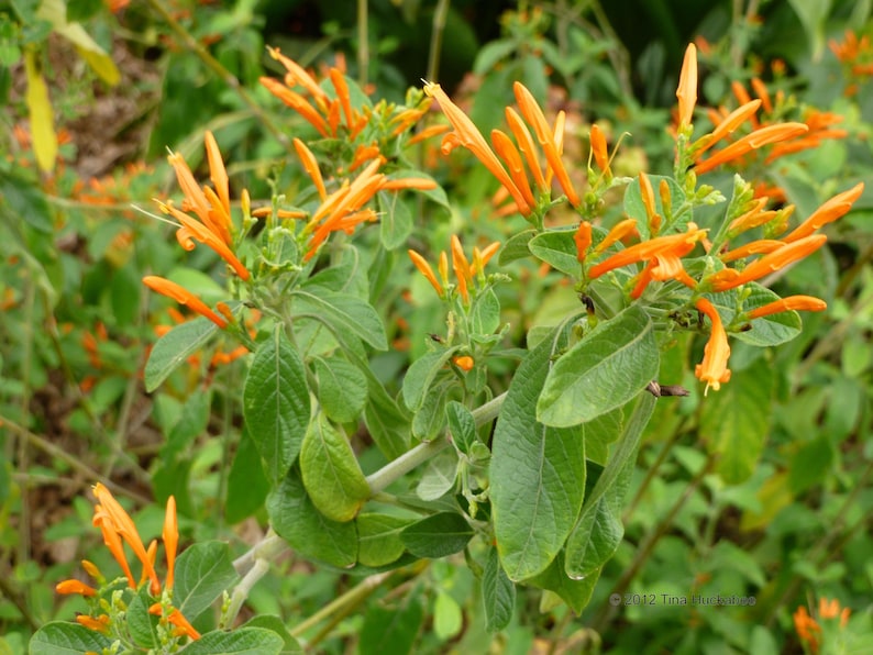 May include: Close-up of a plant with vibrant orange tubular flowers and green leaves. The flowers are clustered at the ends of the stems, creating a striking contrast against the green foliage. The image is well-lit, showcasing the natural beauty of the plant.