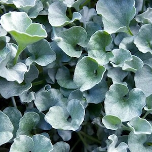 May include: Close-up of a silvery-green plant with large, rounded, textured leaves.