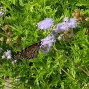 Mistflower Plant Fully Rooted 1 Gallon Butterfly Attractant