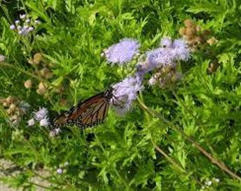 Mistflower Plant Fully Rooted 1 Gallon Butterfly Attractant