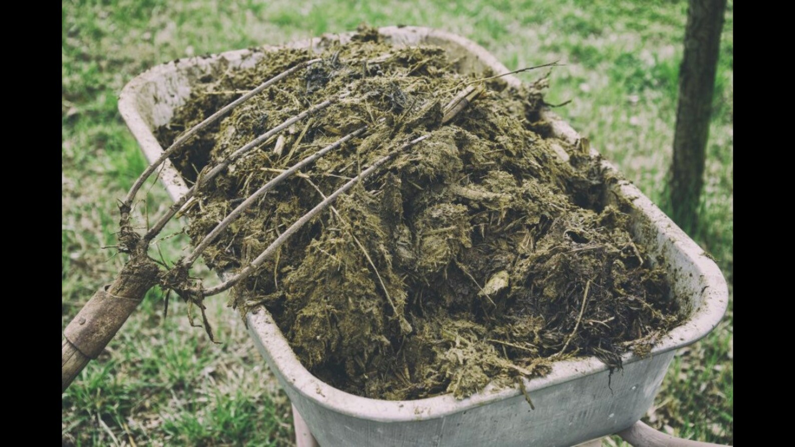 Composted Cow Patty Fertilizer/manure Etsy