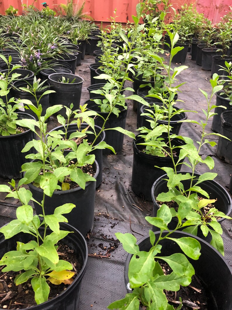 Goji Berry plant Aka Wolfberry 1 Gallon Live Plant Organic