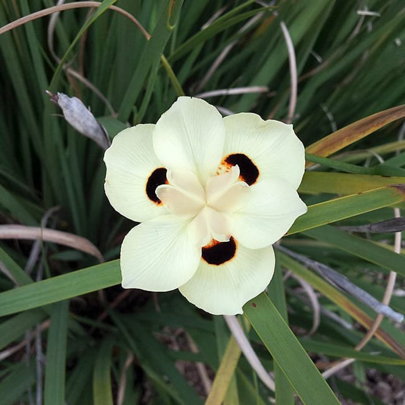 Yellow Iris Dietes Bicolor 1 Gallon Plant image 1