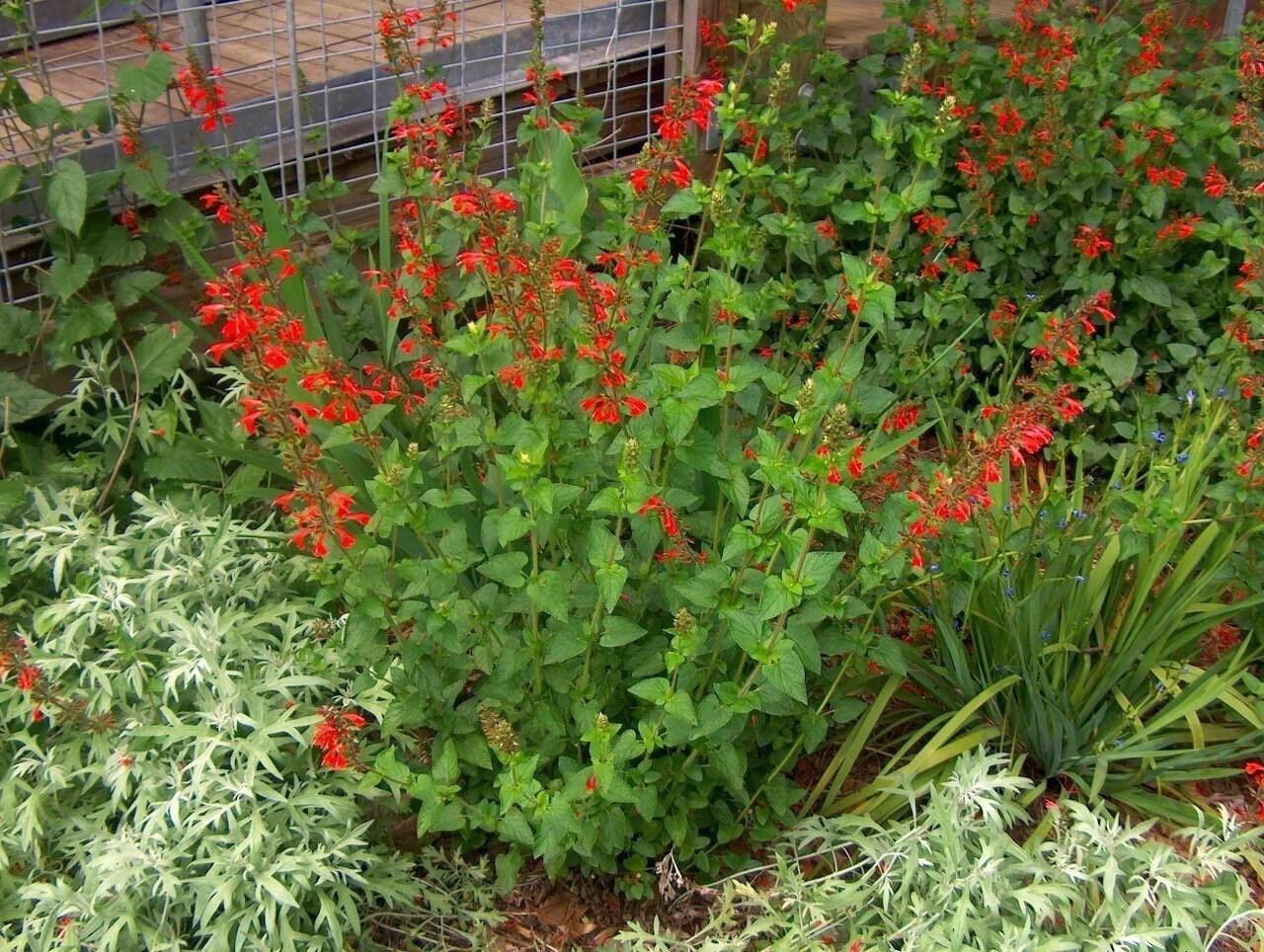 Scarlet Sage 1 Gal Live Plant Salvia Coccinea Etsy UK