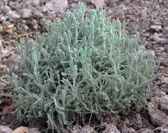 Gray Santolina, Lavender-Cotton Live 1 Gallon Plant