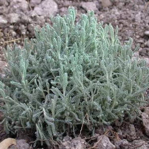 Gray Santolina, Lavender-Cotton Live 1 Gallon Plant