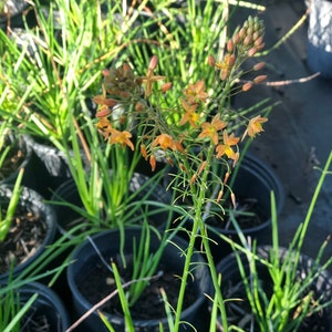 Live Orange Bulbine Plant 1 Gal size image 2