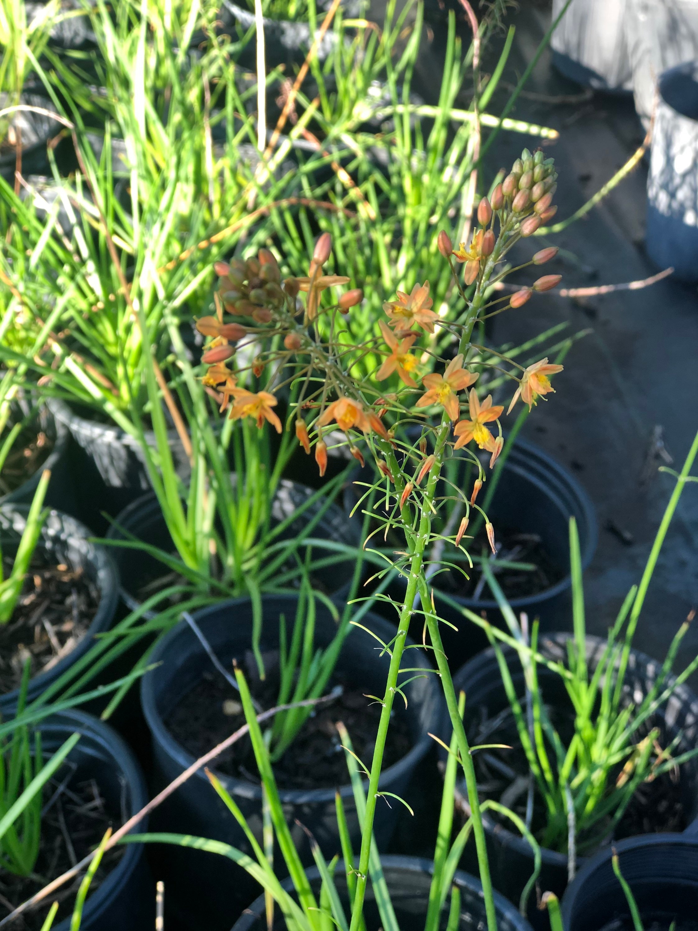 Live Orange Bulbine Plant 1 Gal size