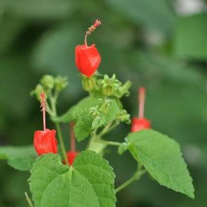 May include: Close-up of a plant with vibrant red flowers and green leaves. The flowers have a unique, bell-like shape with long, slender stamens. The leaves are a rich green, creating a striking contrast with the red blooms. The plant is set against a blurred green background.
