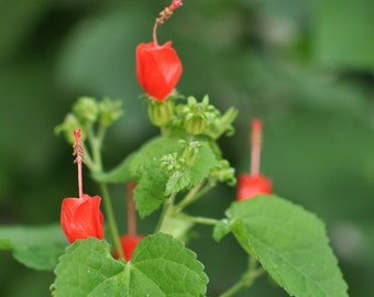 Turks Cap Live 1 Gallon Plant