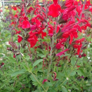 Red Salvia Greggi Live 1 Gallon Plant