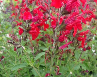 Red Salvia Greggi Live 1 Gallon Plant