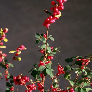 Coral Berry Live Plant 1 Gallon size