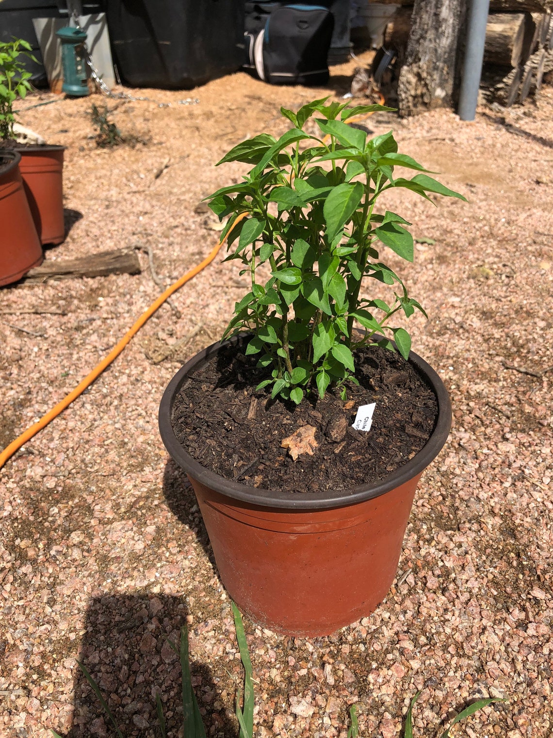 Chile Pequin Live 1 Gallon Plant Etsy