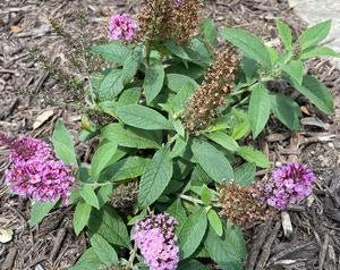 Butterfly Bush 'Chrysalis Pink' Live 1 Gallon Plant