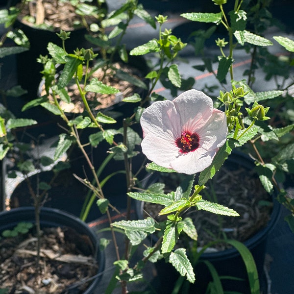 Brazilian Rock Rose Pavonia Fully Rooted 1 Gallon Plant