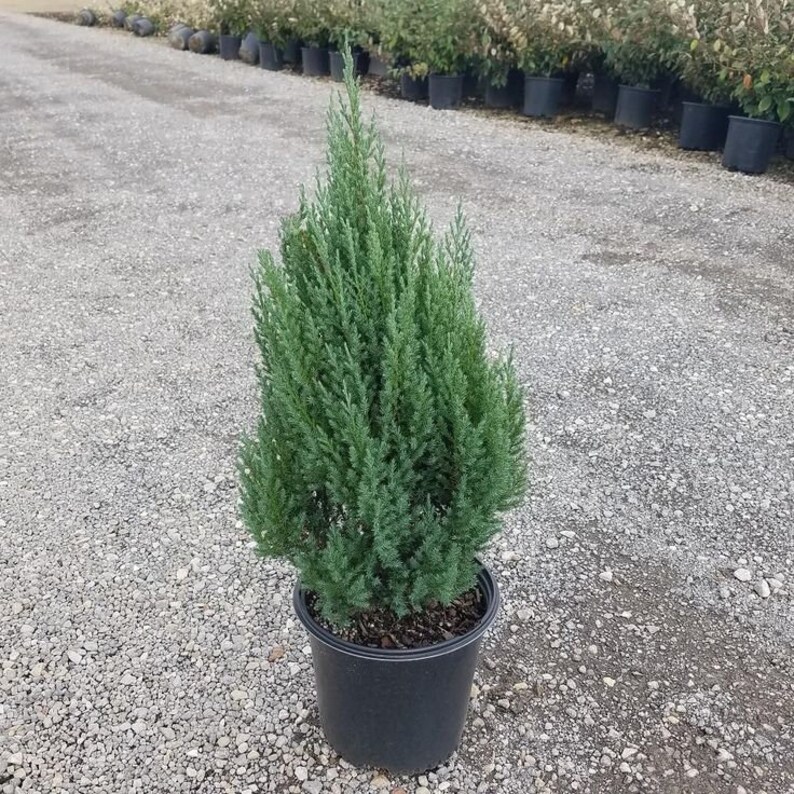 Blue Point Juniper 1 Gallon Live Plant Etsy