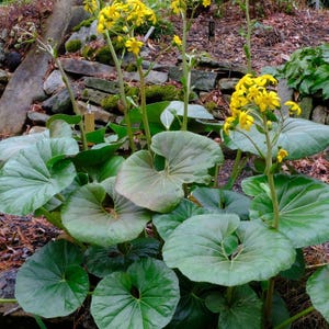 May include: A cluster of green-leafed plants with large, round leaves and tall stems topped with bright yellow flowers. The plants are in a garden setting with a stone wall in the background.