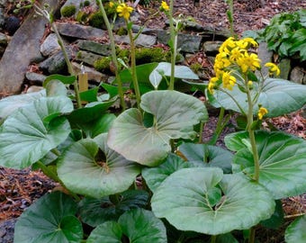 Leopard Plant, Farfugium gigantea, Live Plant 1 Gallon
