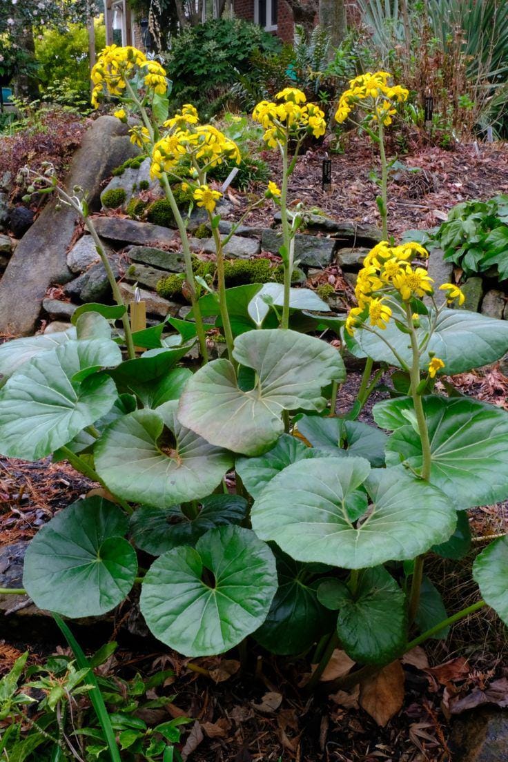 Leopard Plant, Farfugium Gigantea, Live Plant 1 Gallon - Etsy
