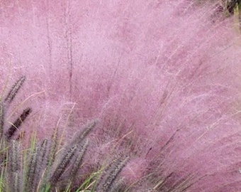 Pink Gulf Muhly Grass 1 Gallon Live Plant