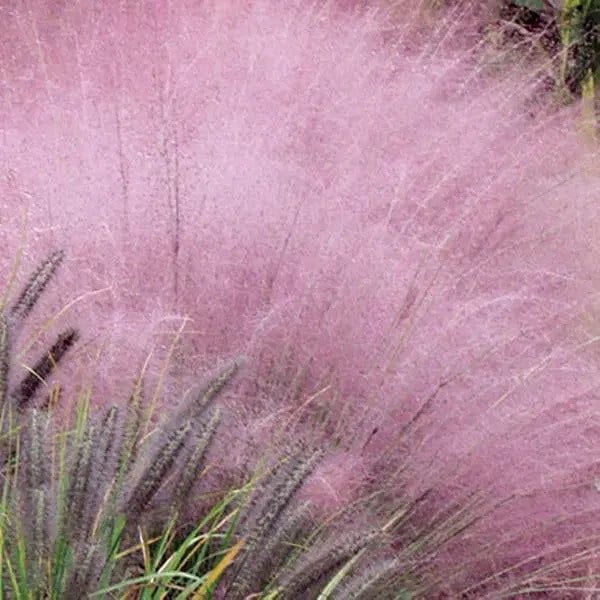 Pink Gulf Muhly Grass 1 Gallon Live Plant