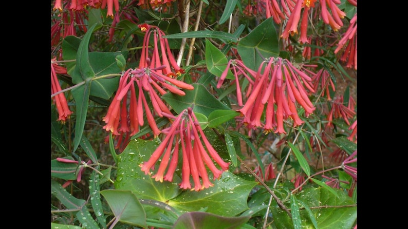 Coral Honeysuckle, Lonicera sempervirens, Live 1 Gallon Plant afbeelding 2