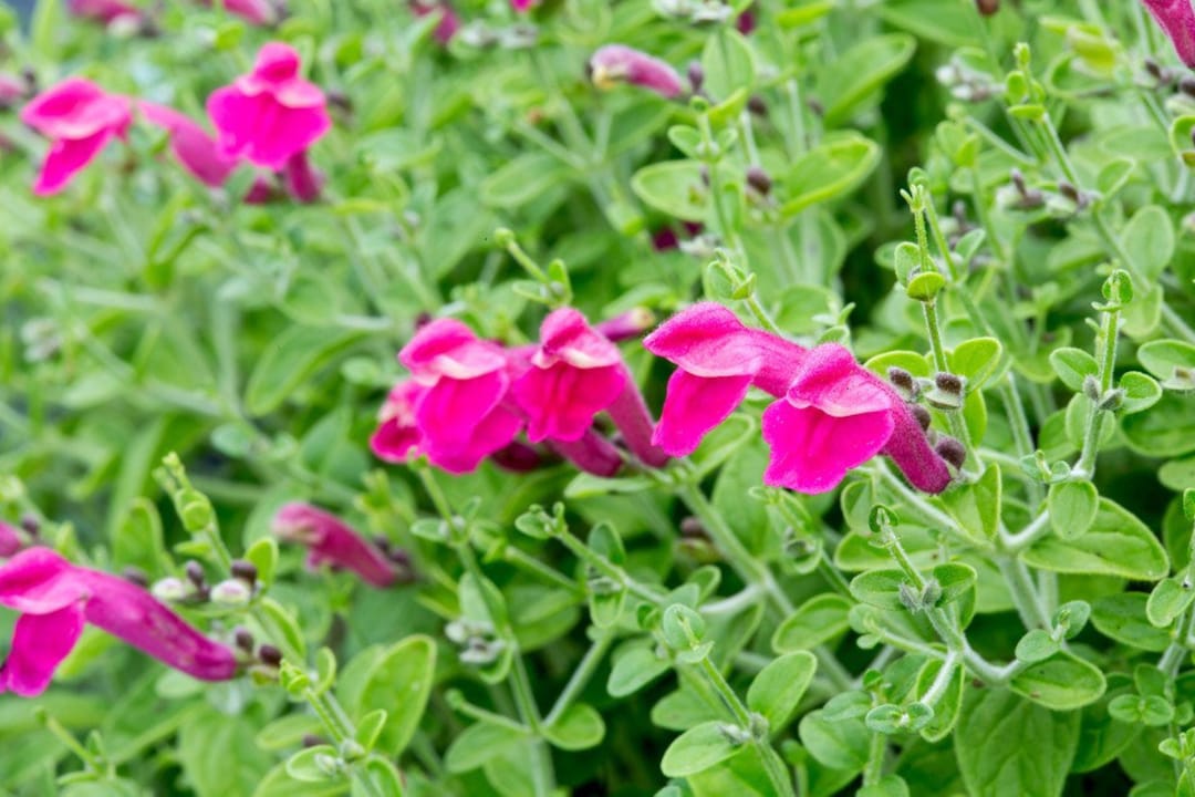Pink Skullcap, Scutellaria Suffrutescens, Live 1 Gallon Plant - Etsy Israel