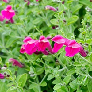 Pink Skullcap, Scutellaria suffrutescens, Live 1 Gallon Plant