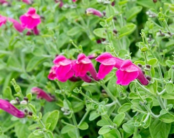 Pink Skullcap, Scutellaria suffrutescens, Live 1 Gallon Plant