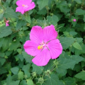 May include: A close-up of a pink flower with five petals and a yellow center. The flower is surrounded by green leaves.