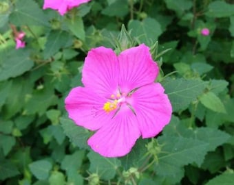 Pavonia, Rock Rose, Mallow 1 Gallon Live Plant
