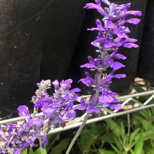 Henry Duelberg Salvia Live 1 Gallon Plant