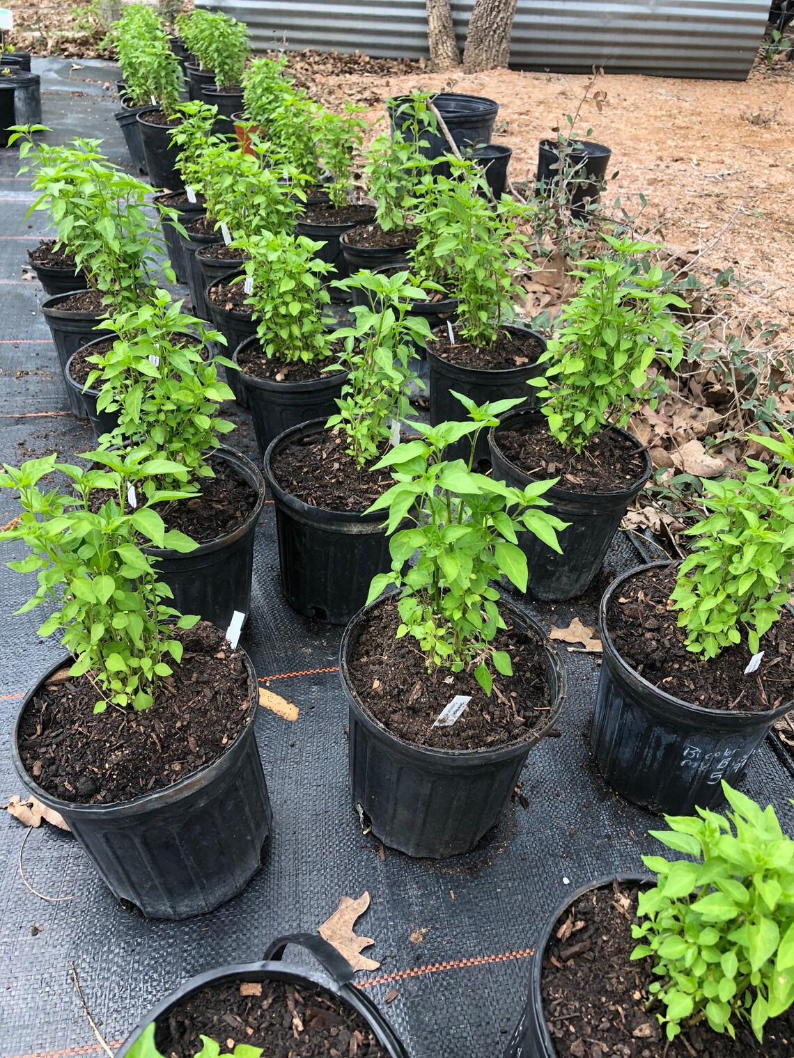 Chile Pequin Live 1 Gallon Plant Etsy