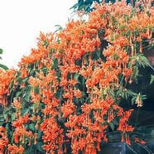Tangerine Crossvine Live 1 Gallon Plant