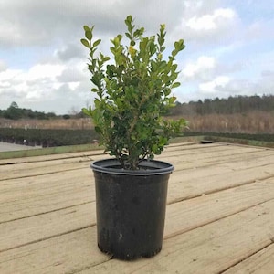 Japanese Boxwood Live 1 Gallon Plant