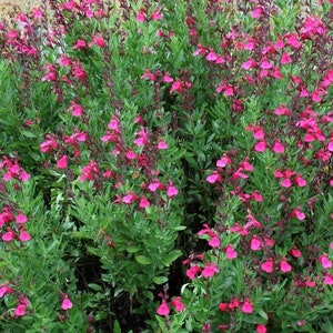 Pink Salvia Greggi Live 1 Gallon Plant